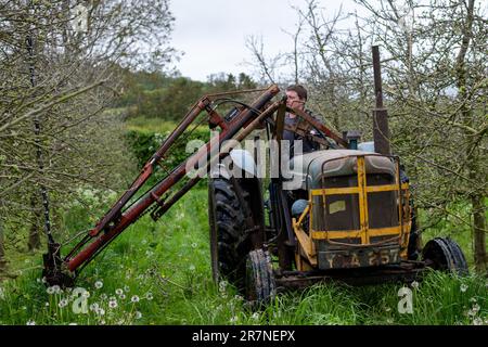 Pitney.Somerset.United Kingdom.Mai 8. 2023.Ein 1957 Fordson Major mit einer antiken Heckenschere wird verwendet, um den Apfelbaum mechanisch in einem modifizierten Stockfoto