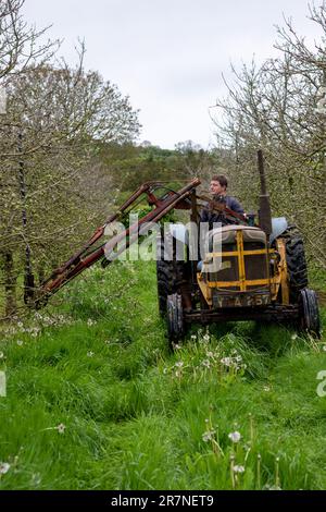 Pitney.Somerset.United Kingdom.Mai 8. 2023.Ein 1957 Fordson Major mit einer antiken Heckenschere wird verwendet, um den Apfelbaum mechanisch in einem modifizierten Stockfoto