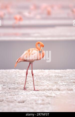 Der amerikanische Flamingo (Phoenicopterus ruber) ist eine große Art von Flamingo, auch bekannt als karibischer Flamingo Stockfoto