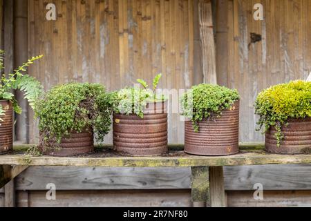 Recycelter Kräutergarten, Kräuter wachsen in rostigen Blechdosen Stockfoto