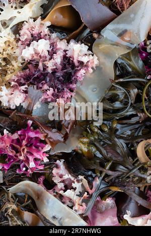 Grüne Algen, Seetang und rosa Algen eine bunte Mischung am Strand Stockfoto