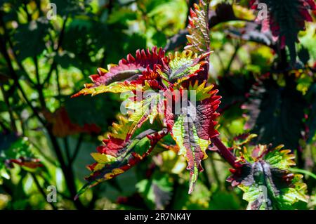 Farbenfroher Coral Coleus, allgemein bekannt als Coleus, eine Art Blütenpflanze Stockfoto