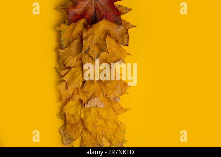 Herbstzusammensetzung. Mehrfarbige grün-gelbe, rote Ahornblätter isoliert auf gelbem Hintergrund. Flach liegend, Draufsicht, Kopierbereich. Sturzkonzept. Herbstbucht Stockfoto