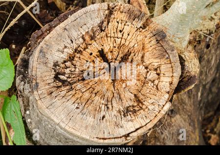 Das ist ein Querschnitt eines toten Brückenbaums. Stockfoto