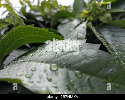 Eine Nahaufnahme eines Blatts mit mehreren Regentropfen, die auf seiner Oberfläche ruhen Stockfoto