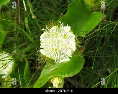 Rebpflanze Passiflora (Passiflora foetida), die in Nordaustralien (Queensland) wild wächst. Stockfoto
