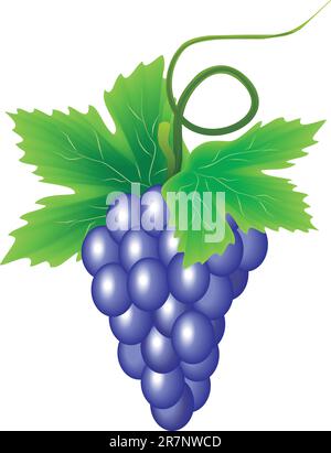 Ast violette Weinrebe, die der Vektor ist Stock Vektor