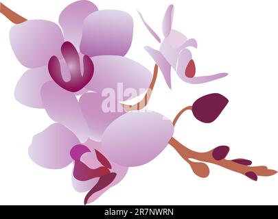 Zweig einer wunderschönen blühenden violetten Orchidee (Nahaufnahme) Stock Vektor