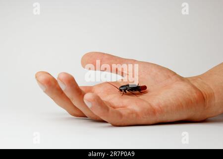 Rote, schwangere Kakerlake mit einem Ei an einer menschlichen Hand. Makrofoto-Nahaufnahme. Stockfoto