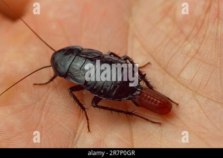 Rote, schwangere Kakerlake mit einem Ei an einer menschlichen Hand. Makrofoto-Nahaufnahme. Stockfoto