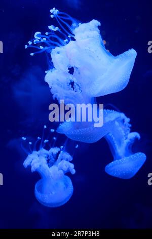 Slow Motion Lion's Mähne Qualle Cyanea capillata oder Haar Gelee Amphipods auf einer LöwenMähne Cyanea capillata Vancouver Aquarium, BC, Kanada Stockfoto