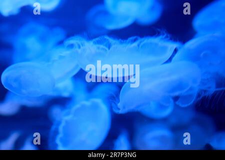 Slow Motion Lion's Mähne Qualle Cyanea capillata oder Haar Gelee Amphipods auf einer LöwenMähne Cyanea capillata Vancouver Aquarium, BC, Kanada Stockfoto