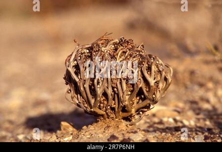 Rose von Jericho (Anastatica hierochuntica). Die Samen sind sehr hart und können jahrelang ruhend bleiben. Wenn der Ball in einer späteren Regenzeit erneut befeuchtet wird, lockert er sich und die Pflanze erwacht aus ihrem Ruhezustand, wodurch sich die Kapselfrüchte öffnen (Dehisce) und die Samen verteilen. Im Dezember in Israel fotografiert. Stockfoto