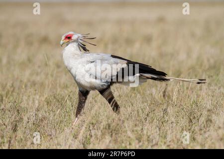 Sekretär Vogel (Sagittarius serpentarius) in der Savanne. Dieser Raubvogel bewohnt Grünland und offene Räume im subsaharischen Afrika. Obwohl es sich um einen guten Flieger handelt, bleibt er größtenteils terrestrisch. Es ernährt sich von Schlangen, großen Insekten, Eidechsen und Ratten und stempelt die größere Beute mit ihren großen Klauen zu Tode. Fotografiert im Serengeti-Nationalpark in Tansania. Stockfoto