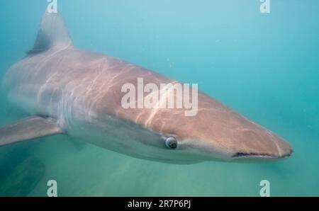 Schwarzhai (Carcharhinus obscurus). Dieser Requiem Hai, in der Familie der Carcharhinidae, tritt weltweit in tropischen und warmen kontinentalen Meeren auf. Der Dämmerhai ist ein Generalist des Spitzenraubtieres und findet sich von der Küste bis zum äußeren Festlandsockel und angrenzenden pelagischen Gewässern. Fotografiert im Mittelmeer vor der Küste von Hadera, Israel. Stockfoto