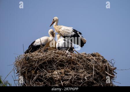 Nest eines weißen Storchs (Ciconia ciconia), der junge Menschen füttert. Im Juni in Israel fotografiert. Stockfoto