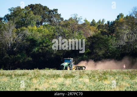 Attaugaville, Alabama, USA-2. Oktober 2022: Anschaulicher Editorial eines Landwirts, der einen John Deere Traktor fährt und Erdnüsse (Arachis hypogaea) erntet Stockfoto