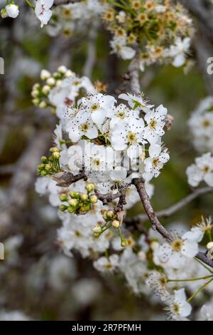 Blühender Birnenzweig. Birnenblüten mit kleinen weißen Blüten. Frühjahrsblüte von Obstbäumen. Unscharfer Hintergrund. Stockfoto