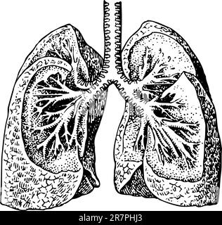 Die Lunge des Menschen, isoliert auf weißem Boden Stock Vektor