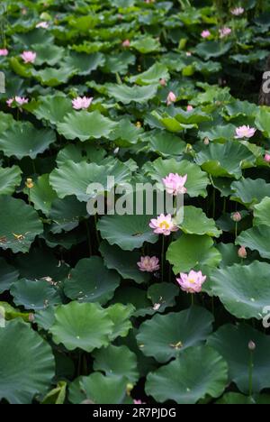 Huzhou, Chinas Provinz Zhejiang. 16. Juni 2023. Lotusblumen blühen in Quanxin Village in Donglin Town, Huzhou, Ost-Chinas Provinz Zhejiang, 16. Juni 2023. Im Rahmen des Programms zur Wiederbelebung des grünen ländlichen Raums von Zhejiang hat sich Donglin Town auf den Aufbau einer wunderschönen Landschaft konzentriert, die auf den kulturellen und natürlichen Ressourcen basiert, und unternimmt alle Anstrengungen, um eine grüne und nachhaltige Entwicklung zu erreichen und gleichzeitig wirtschaftliche Vorteile zu erhalten. Kredit: Xu Yu/Xinhua/Alamy Live News Stockfoto