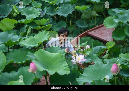 Huzhou, Chinas Provinz Zhejiang. 16. Juni 2023. Ein Dorfbewohner sammelt Lotusblüten und Blätter in einem Boot im Dorf Quanxin in Donglin Town, Huzhou, Ostchina Provinz Zhejiang, 16. Juni 2023. Im Rahmen des Programms zur Wiederbelebung des grünen ländlichen Raums von Zhejiang hat sich Donglin Town auf den Aufbau einer wunderschönen Landschaft konzentriert, die auf den kulturellen und natürlichen Ressourcen basiert, und unternimmt alle Anstrengungen, um eine grüne und nachhaltige Entwicklung zu erreichen und gleichzeitig wirtschaftliche Vorteile zu erhalten. Kredit: Xu Yu/Xinhua/Alamy Live News Stockfoto