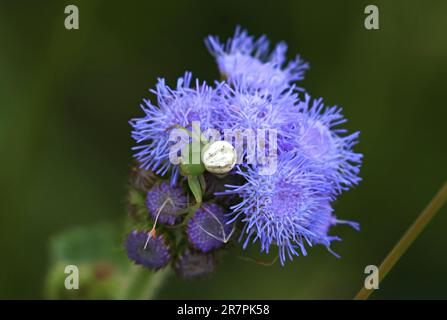 Wunderschöne Blumen draußen im Garten an einem sonnigen, warmen Tag mit einer winzigen Spinne, die in Makro aus der Nähe geschossen wurde. Bluemink, Ageratum houstonianum Mill. Stockfoto