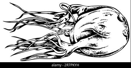 Quallen auf weiß isoliert Stock Vektor