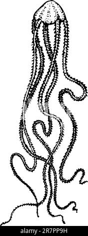 Quallen auf weiß isoliert Stock Vektor