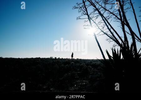 Ein männlicher Fotograf geht und fotografiert durch ein Feld von Pitas, die großen Blumen von Pitas, mit Hintergrundbeleuchtung. Stockfoto