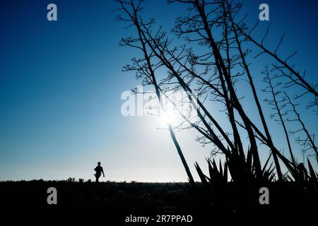 Ein männlicher Fotograf geht und fotografiert durch ein Feld von Pitas, die großen Blumen von Pitas, mit Hintergrundbeleuchtung. Stockfoto