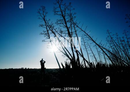 Ein männlicher Fotograf geht und fotografiert durch ein Feld von Pitas, die großen Blumen von Pitas, mit Hintergrundbeleuchtung. Stockfoto