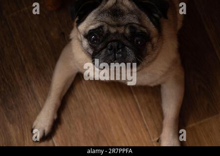 Der Hund sitzt auf dem Küchenboden und wartet auf das Mittagessen Stockfoto
