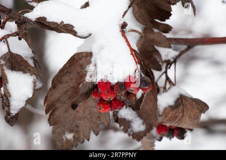 viburnum im Schnee im Januar gegen den Himmel nah heran Stockfoto