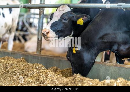 Agrarindustrie, Rindfleisch auf dem Hof füttern Stockfoto