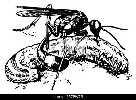 Wespe Ammophila sabulosa mit Beute, gelähmter Raupe Stock Vektor
