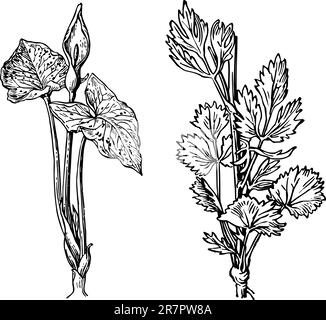 Einige verschiedene Pflanzen isoliert auf weißem Hintergrund Stock Vektor