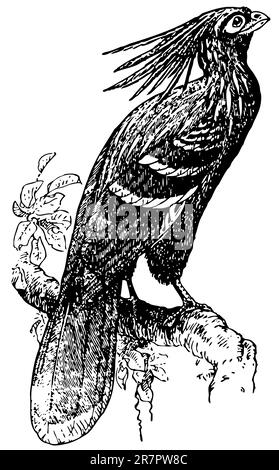 Vogel auf dem Ast Stock Vektor