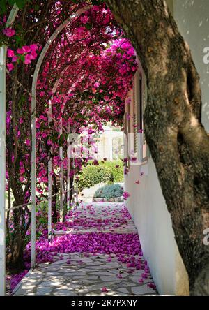 Ein gewundener Pfad mit leuchtenden rosafarbenen Blumen in der Nähe des weißen Backsteinpfads Stockfoto