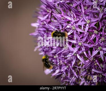 Eine Makroaufnahme von zwei Bienen auf der üppigen violetten Blume Stockfoto