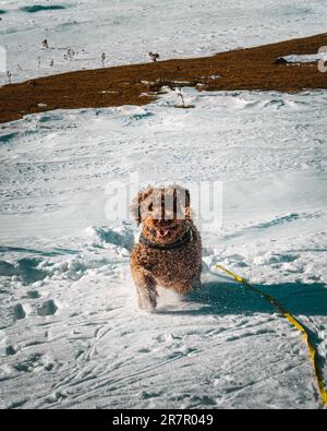 Hochauflösendes Bild eines lebendigen spanischen Wasserhunds, der durch den Schnee in Richtung Kamera rammt. Perfekt, um Freude, Energie und Winterwunder zu wecken. Stockfoto