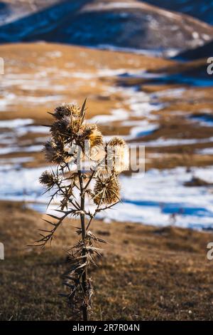 Nahaufnahme einer widerstandsfähigen Pflanze im Winter in großer Höhe mit Schnee und freiliegendem Boden. Ein majestätischer Berg rundet die Kulisse ab Stockfoto