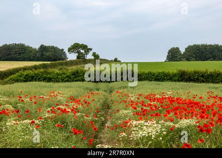 Mohn- und Kamillenblüten auf dem Land an einem Sommertag Stockfoto