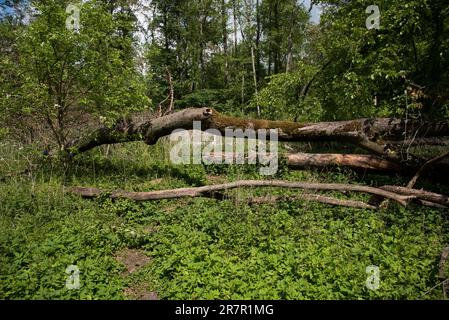 Der Nationalpark Lower oder Valley schützt einige Überschwemmungsgebiete mit einigen natürlichen Buchenwäldern an der polnisch-deutschen Grenze in Uckermark Stockfoto