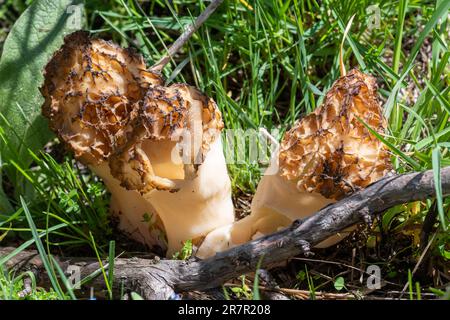 Morchella, die wahren Morchellen, eine Gattung essbarer Sackpilze der Ordnung Pezizales, die im Sibillini Nationalpark, Zentralitalien, Europa angebaut wird Stockfoto