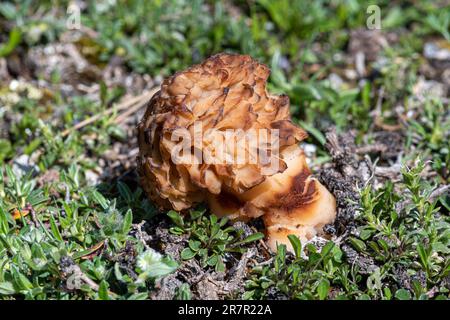 Morchella, die wahren Morchellen, eine Gattung essbarer Sackpilze der Ordnung Pezizales, die im Sibillini Nationalpark, Zentralitalien, Europa angebaut wird. Morel-Pilze Stockfoto