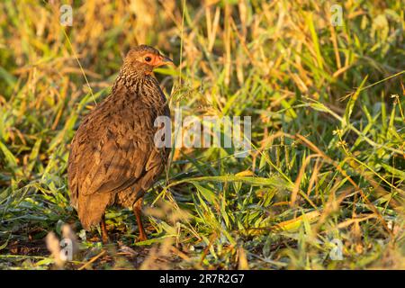 Ein Swainsons Spurfowl im frühen Morgenlicht des Kruger-Nationalparks Südafrika Stockfoto