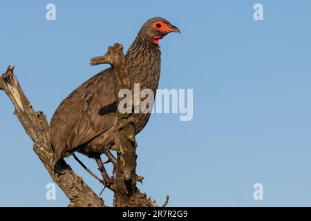 Swainson's Spurfowl war die frühmorgendliche Wache im Kruger-Nationalpark Südafrika Stockfoto