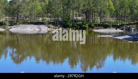 Waldteich im Frühling Stockfoto
