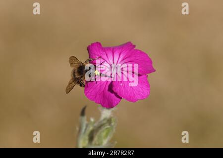 Nahaufnahme: Blütenbiene (Anthophora furcata), Familie Apidae auf der Blume des rosenbaums campion (Silene coronaria), Borretschfamilie (Caryophyllaceae). Stockfoto