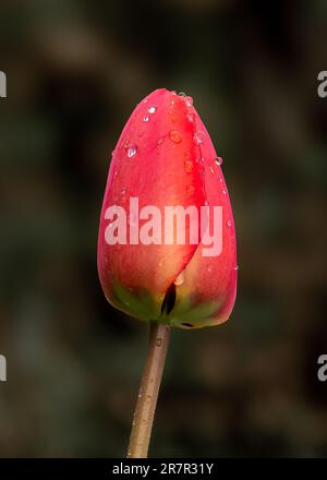 Rote Tulpe mit Regentropfen auf dunklem Hintergrund, detailliertes Foto der Tulpenblume Stockfoto